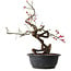 Prunus mume pink, 37 cm, ± 15 years old