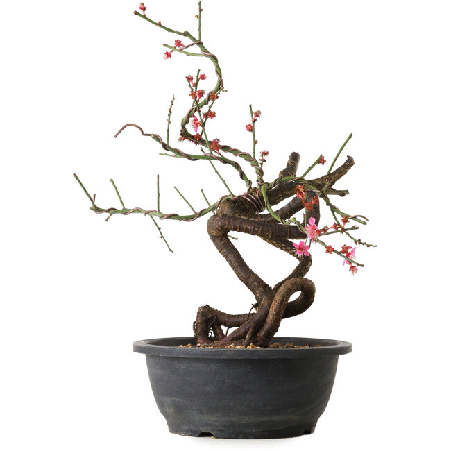 Prunus mume pink, 37 cm, ± 15 Jahre alt