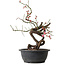 Prunus mume pink, 37 cm, ± 15 jaar oud