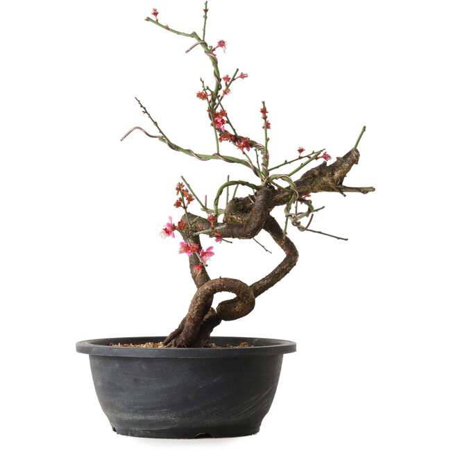 Prunus mume rosa, 37 cm, ± 15 anni