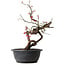Prunus mume pink, 37 cm, ± 15 years old