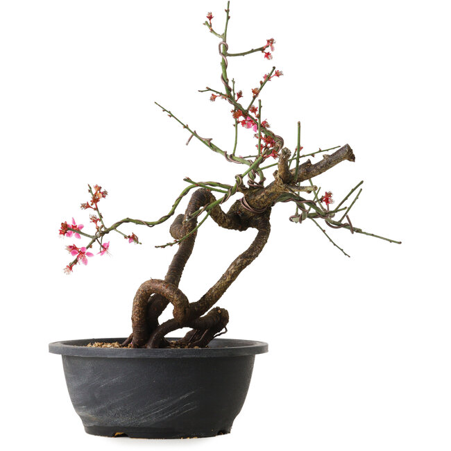 Prunus mume pink, 37 cm, ± 15 years old