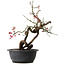 Prunus mume rosado, 37 cm, ± 15 años