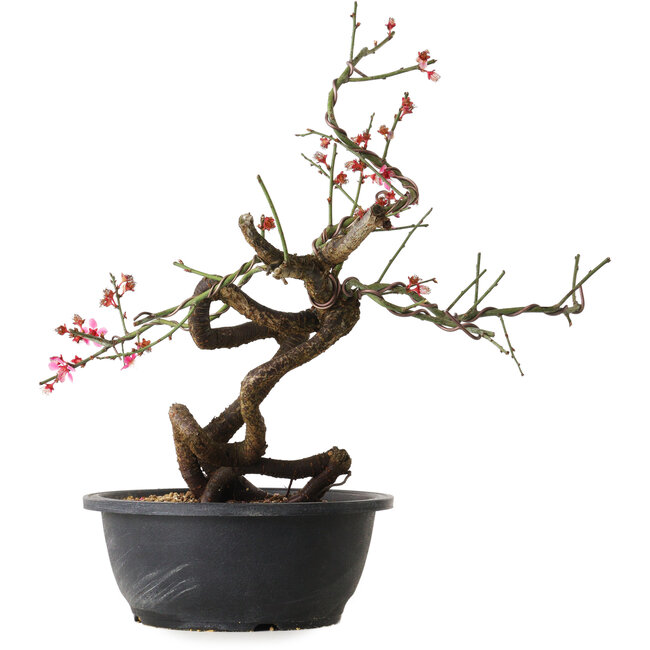 Prunus mume rosado, 37 cm, ± 15 años