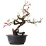 Prunus mume pink, 37 cm, ± 15 Jahre alt