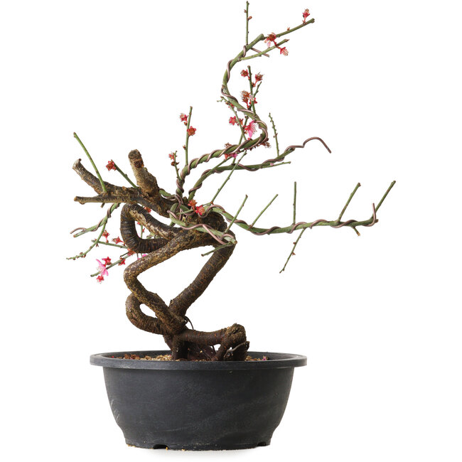 Prunus mume rosa, 37 cm, ± 15 anni