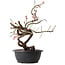 Prunus mume pink, 37 cm, ± 15 years old