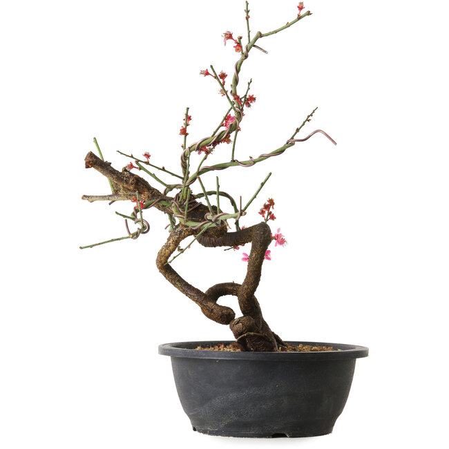 Prunus mume rosado, 37 cm, ± 15 años