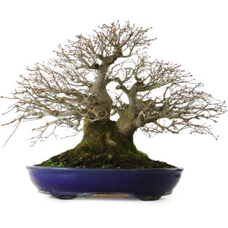 Acero palmato, 46 cm, circa 60 anni