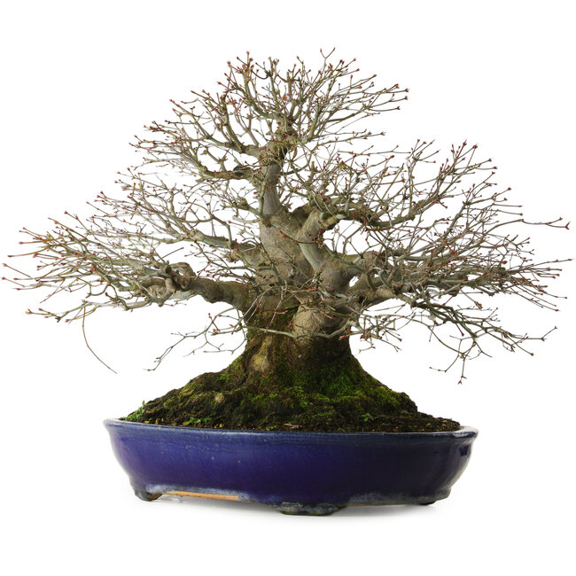 Acer palmatum, 46 cm, ± 60 jaar oud, met een nebari van 40 cm, en uitzonderlijke tapsheid en vertakking.