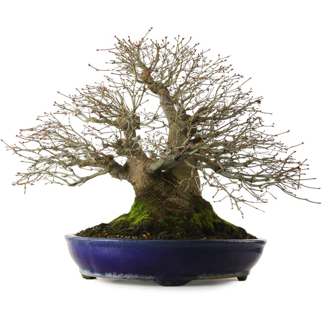 Acer palmatum, 46 cm, ± 60 anni, con nebari di 40 cm e ramificazione e rastrematura eccezionali.