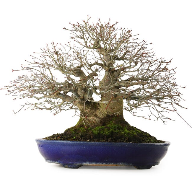 Acer palmatum, 46 cm, ± 60 jaar oud, met een nebari van 40 cm, en uitzonderlijke tapsheid en vertakking.