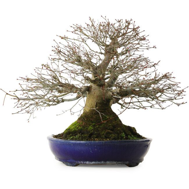 Acer palmatum, 46 cm, ± 60 jaar oud, met een nebari van 40 cm, en uitzonderlijke tapsheid en vertakking.