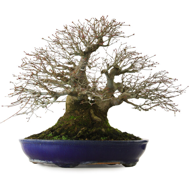 Acer palmatum, 46 cm, ± 60 Jahre alt, mit einem Wurzelhals von 40 cm und außergewöhnlicher Verjüngung und Verzweigung