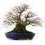 Acer palmatum, 46 cm, ± 60 years old, with a nebari of 40 cm, and exceptional tapering and ramification