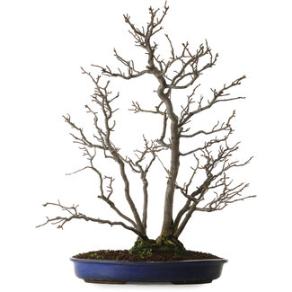 Pourthiaea villosa, 64 cm, ± 20 anni