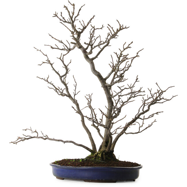 Pourthiaea villosa, 64 cm, ± 20 años de edad, con un nebari de 10 cm