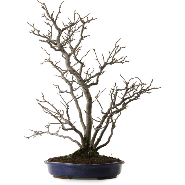 Pourthiaea villosa, 64 cm, ± 20 years old, with a nebari of 10 cm