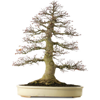 Acer palmatum, 81 cm, ± 75 años