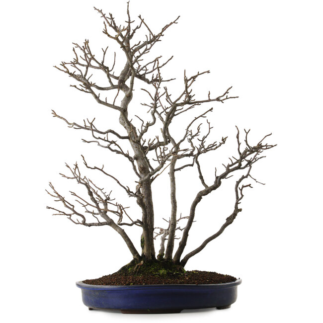 Pourthiaea villosa, 64 cm, ± 20 years old, with a nebari of 10 cm