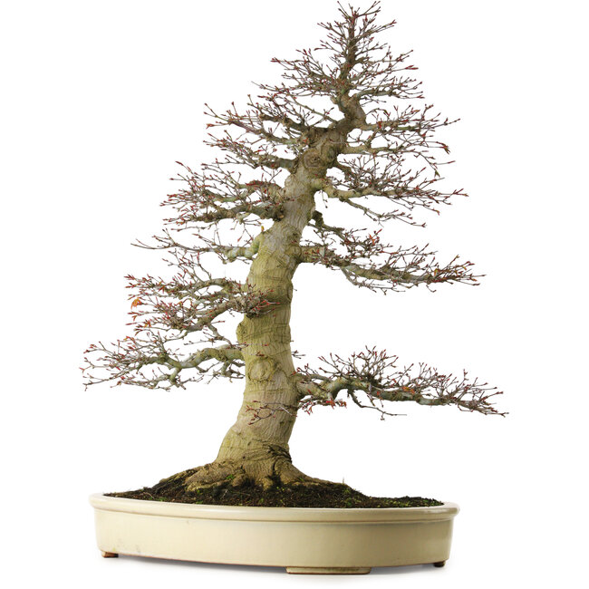 Acer palmatum, 81 cm, ± 75 Jahre alt, mit einem Wurzelansatz von 40 cm und außergewöhnlich gut gealterter Rinde, Verjüngung und Verzweigung