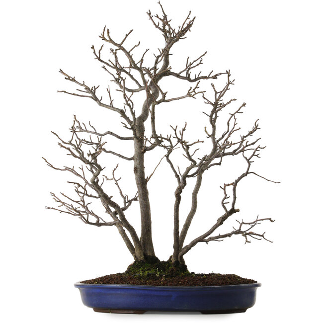 Pourthiaea villosa, 64 cm, ± 20 años de edad, con un nebari de 10 cm