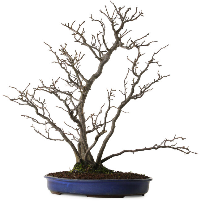 Pourthiaea villosa, 64 cm, ± 20 years old, with a nebari of 10 cm