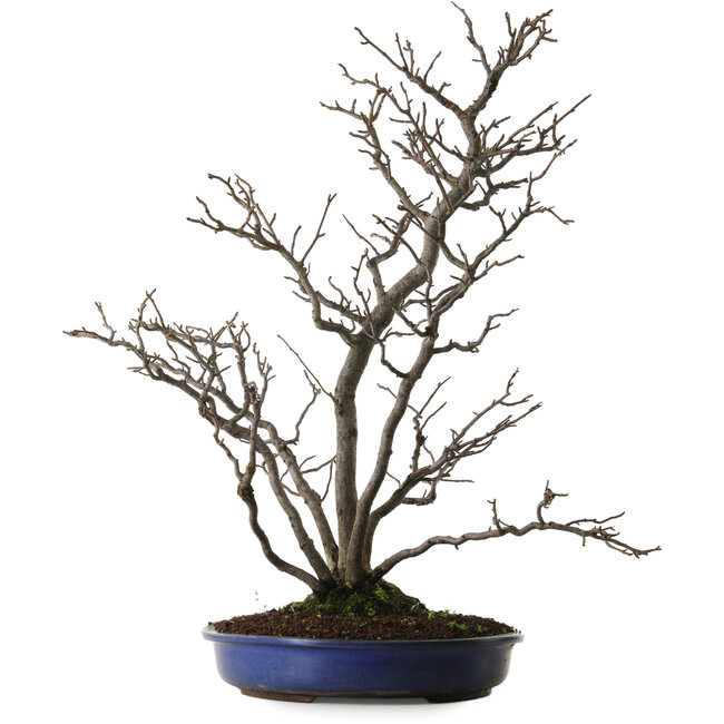 Pourthiaea villosa, 64 cm, ± 20 years old, with a nebari of 10 cm