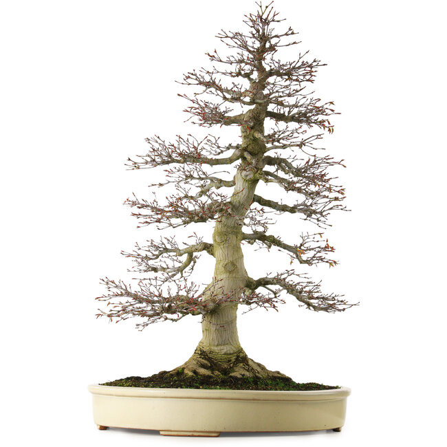 Acer palmatum, 81 cm, ± 75 Jahre alt, mit einem Wurzelansatz von 40 cm und außergewöhnlich gut gealterter Rinde, Verjüngung und Verzweigung