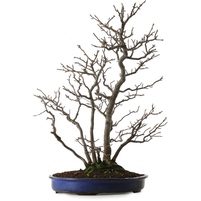 Pourthiaea villosa, 64 cm, ± 20 years old, with a nebari of 10 cm