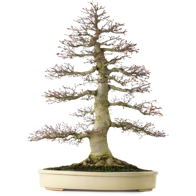 Acer palmatum, 81 cm, ± 75 ans, avec un nebari de 40 cm et une écorce exceptionnellement bien vieillie, effilée et ramifiée.