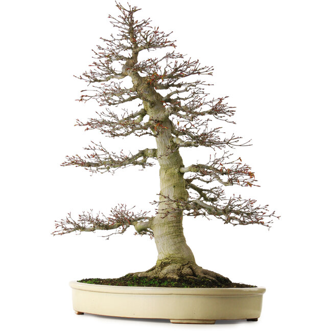 Acer palmatum, 81 cm, ± 75 Jahre alt, mit einem Wurzelansatz von 40 cm und außergewöhnlich gut gealterter Rinde, Verjüngung und Verzweigung