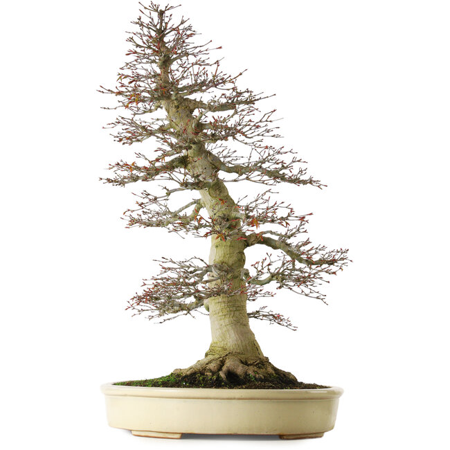 Acer palmatum, 81 cm, ± 75 Jahre alt, mit einem Wurzelansatz von 40 cm und außergewöhnlich gut gealterter Rinde, Verjüngung und Verzweigung