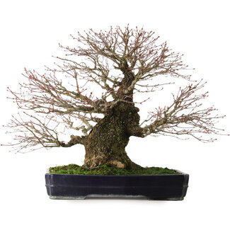 Acer palmatum Arakawa, 65 cm, ± 40 Jahre alt