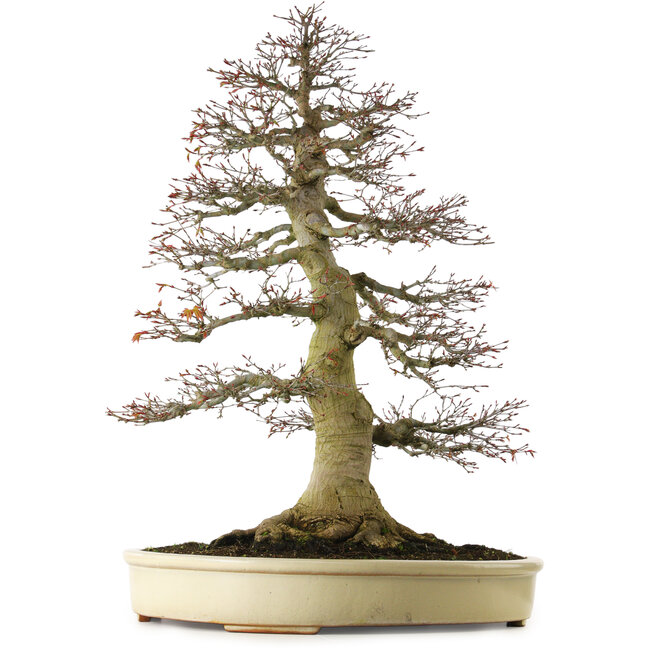 Acer palmatum, 81 cm, ± 75 años, con un nebari de 40 cm, y corteza, ahusamiento y ramificación excepcionalmente bien conservados.