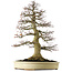 Acer palmatum, 81 cm, ± 75 años, con un nebari de 40 cm, y corteza, ahusamiento y ramificación excepcionalmente bien conservados.