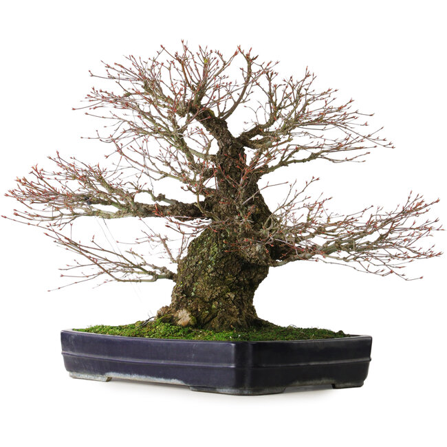 Acer palmatum Arakawa, 65 cm, ca. 40 Jahre alt, mit einem Wurzelhals von 26 cm