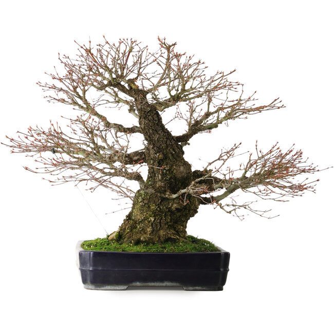 Acer palmatum Arakawa, 65 cm, ± 40 jaar oud, met een nebari van 26 cm