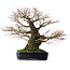 Acer palmatum Arakawa, 65 cm, ± 40 jaar oud, met een nebari van 26 cm