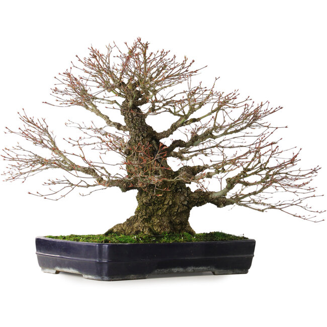 Acer palmatum Arakawa, 65 cm, ca. 40 Jahre alt, mit einem Wurzelhals von 26 cm