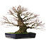 Acer palmatum Arakawa, 65 cm, ± 40 jaar oud, met een nebari van 26 cm