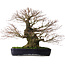 Acer palmatum Arakawa, 65 cm, ± 40 anni, con nebari di 26 cm