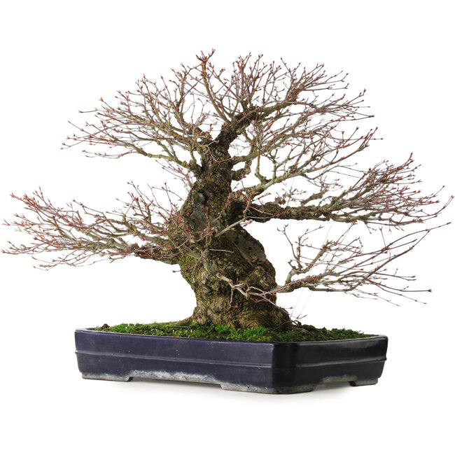Acer palmatum Arakawa, 65 cm, ± 40 years old, with a nebari of 26 cm