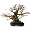 Acer palmatum Arakawa, 65 cm, ± 40 jaar oud, met een nebari van 26 cm
