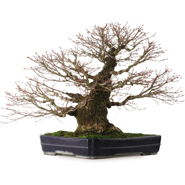 Acer palmatum Arakawa, 65 cm, ± 40 jaar oud, met een nebari van 26 cm