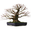 Acer palmatum Arakawa, 65 cm, ± 40 jaar oud, met een nebari van 26 cm