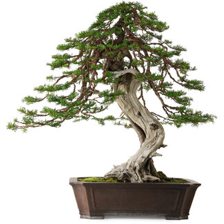 Taxus cuspidata, 80 cm, ± 100 jaar oud