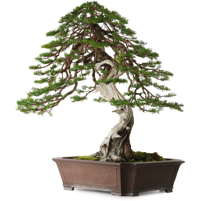 Taxus cuspidata, 80 cm, environ 100 ans, avec un nebari de 30 cm, provenant du jardin de Shinji Suzuki.