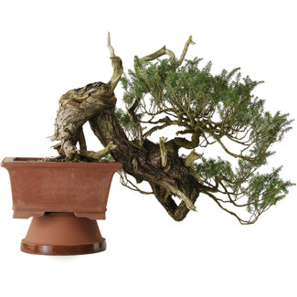 Tsuga sieboldii, 36 cm, ± 90 anni