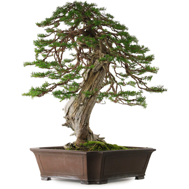 Taxus cuspidata, 80 cm, ± 100 jaar oud, met een nebari van 30 cm, uit de tuin van Shinji Suzuki.